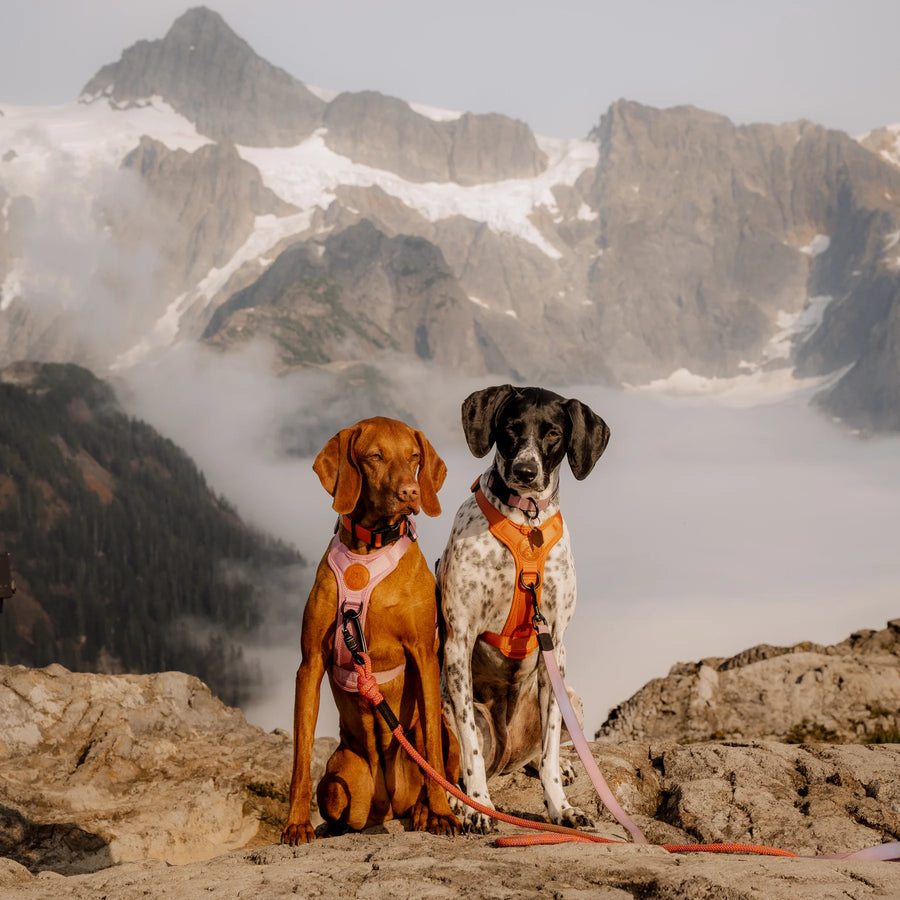 Two dogs wearing Wilderdog harnesses sitting on a rocky alpine summit above the clouds, with snow-capped peaks in the background — one dog in a pink harness, and one dog in an orange harness.
