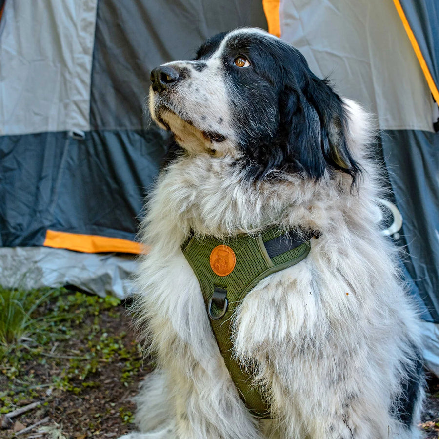 Black and white spaniel wearing a Wilderdog olive green harness with orange patch sitting in front of a gray and orange camping tent on a dirt trail.