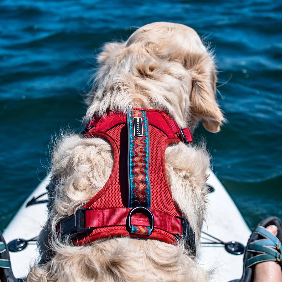 Rear view of a golden doodle wearing a Wilderdog red harness with teal and orange zigzag woven strap, seated on a white paddleboard facing open blue water.