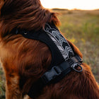 Close-up of a golden retriever wearing a Wilderdog black harness with white chevron reflective panel and quick-release buckle, outdoor field at sunset.