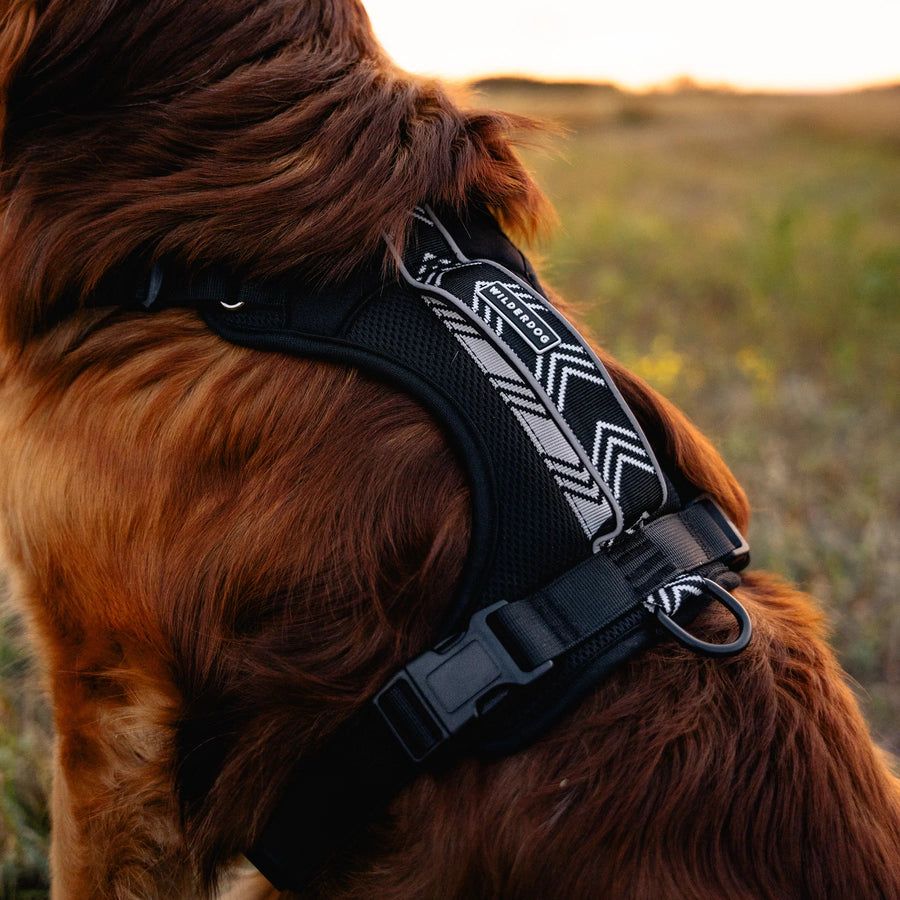 Close-up of a golden retriever wearing a Wilderdog black harness with white chevron reflective panel and quick-release buckle, outdoor field at sunset.