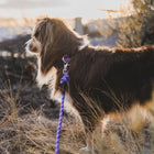 Brown and white fluffy dog standing in dry grass at golden hour wearing a Wilderdog quick clip rope leash clipped to a collar.