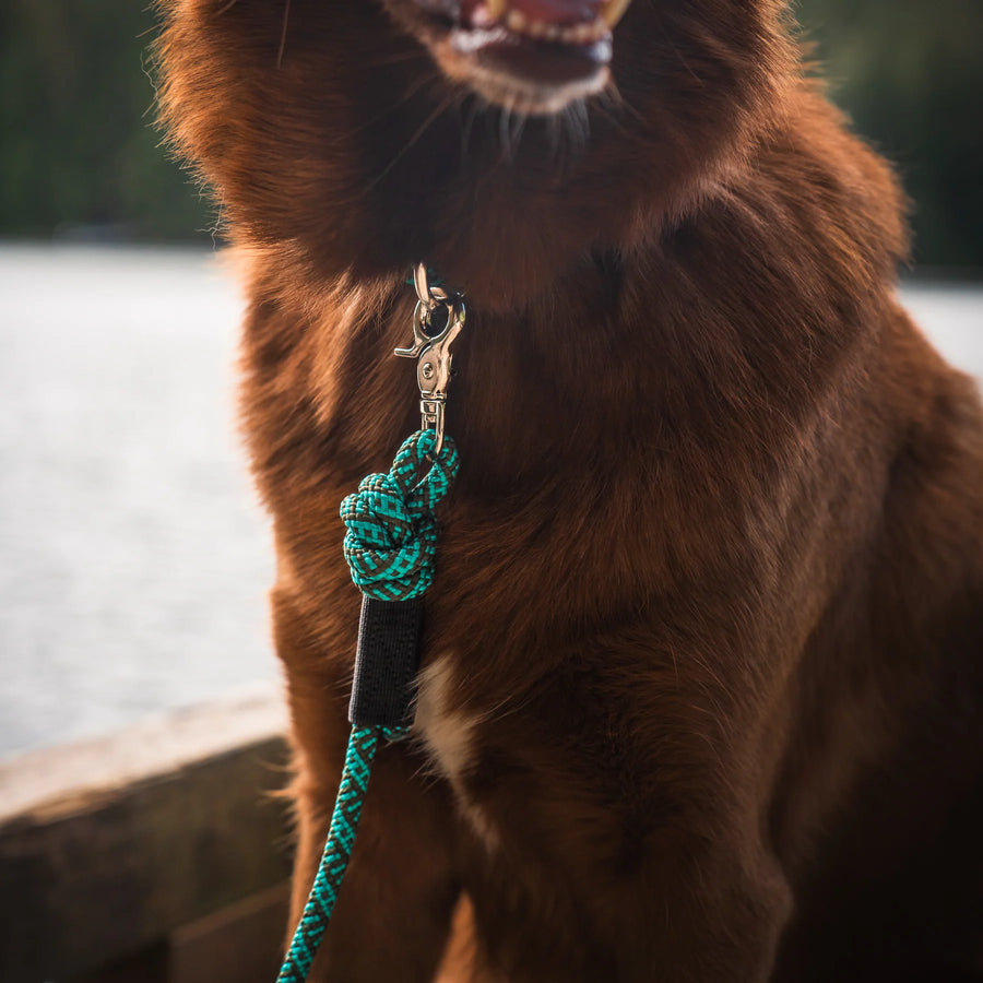 Close-up of Wilderdog green and black braided rope leash clipped to a fluffy brown dog's collar near a lake.