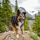 Close-up of Wilderdog green and black braided rope leash clipped to a fluffy brown dog's collar near a lake.