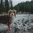 Brown and white fluffy dog wearing a Wilderdog red reflective braided rope leash, standing on rocky riverbank with pine forest and river in the background.
