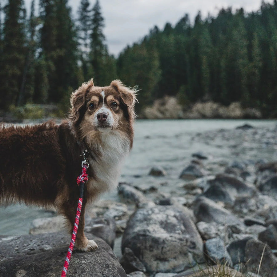 Brown and white fluffy dog wearing a Wilderdog red reflective braided rope leash, standing on rocky riverbank with pine forest and river in the background.