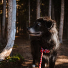 Black fluffy dog wearing a red Wilderdog Reflective Slip Leash standing on a sunlit forest trail surrounded by tall trees.