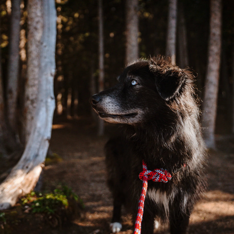 Black fluffy dog wearing a red Wilderdog Reflective Slip Leash standing on a sunlit forest trail surrounded by tall trees.