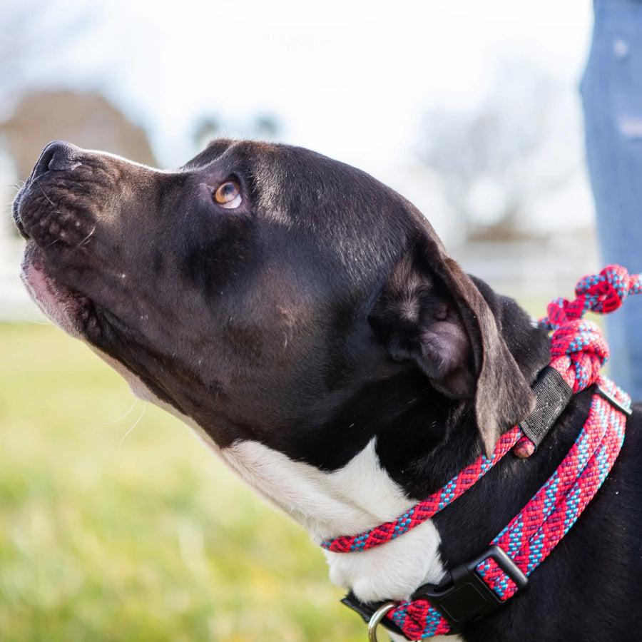 Close-up of a black and white dog looking upward while wearing a red Wilderdog slip leash around its neck outdoors.