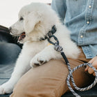 Fluffy white Great Pyrenees puppy sitting on a person's lap in a truck bed, wearing a Wilderdog black and white braided rope leash clipped with a carabiner to its collar.