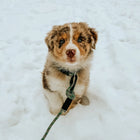 Blue-eyed Australian Shepherd puppy sitting in the snow wearing a Wilderdog teal reflective carabiner leash clipped to its collar, looking directly at the camera.