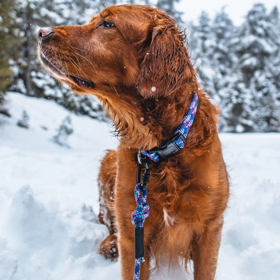 Wet golden-red dog gazing upward while sitting in deep snow during a snowstorm, wearing a Wilderdog blue and pink multicolor reflective carabiner leash with black grip.