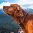 Side profile of a golden retriever wearing a Wilderdog Daybreak collar with pink, magenta, gold, and teal chevron pattern and matching leash attached via carabiner, looking upward with a snow-capped mountain and blue sky in the background.