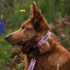 Side profile of a brown dog wearing a Wilderdog Lilac pink collar with orange and teal geometric pattern and matching leash, seated among blue lupine and yellow wildflowers in a meadow.