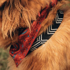Close-up of a fluffy golden dog wearing a Wilderdog Orca black collar with white chevron pattern and Wilderdog logo patch, paired with a red paisley bandana.