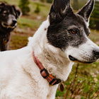 Close-up of a black and white husky-mix dog wearing a Wilderdog Sienna collar with orange, red, and teal zigzag pattern, looking alertly to the right in an alpine meadow setting.