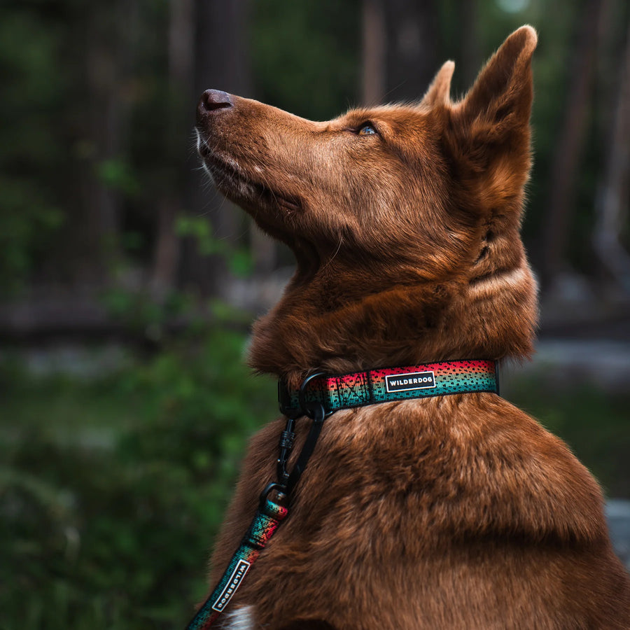 Side profile of a brown mixed dog wearing a Wilderdog Trout collar with rainbow trout scale gradient pattern, looking upward in a forested setting with matching leash attached.