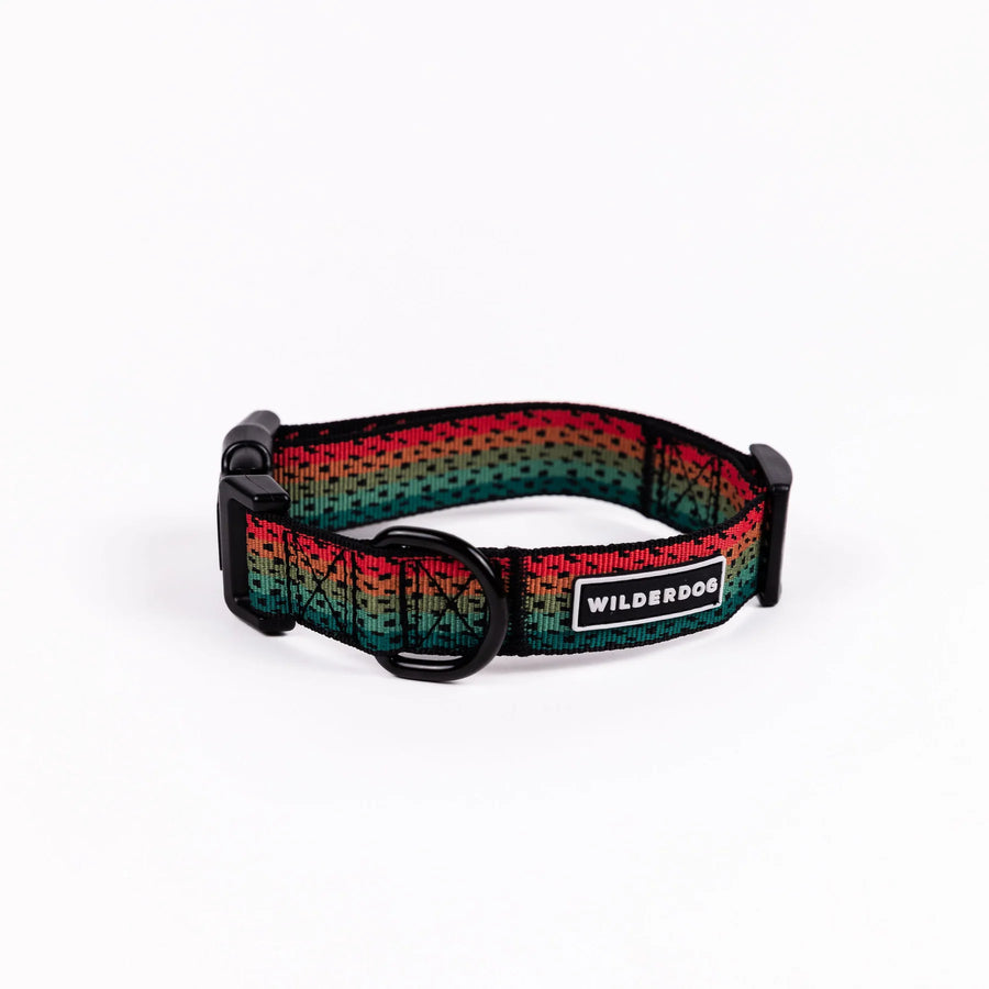 Wilderdog Trout ultralight dog collar looped upright on white background, showing black webbing with gradient rainbow trout scale pattern in red, orange, teal, and green, black D-ring, quick-release buckle, and Wilderdog logo patch.