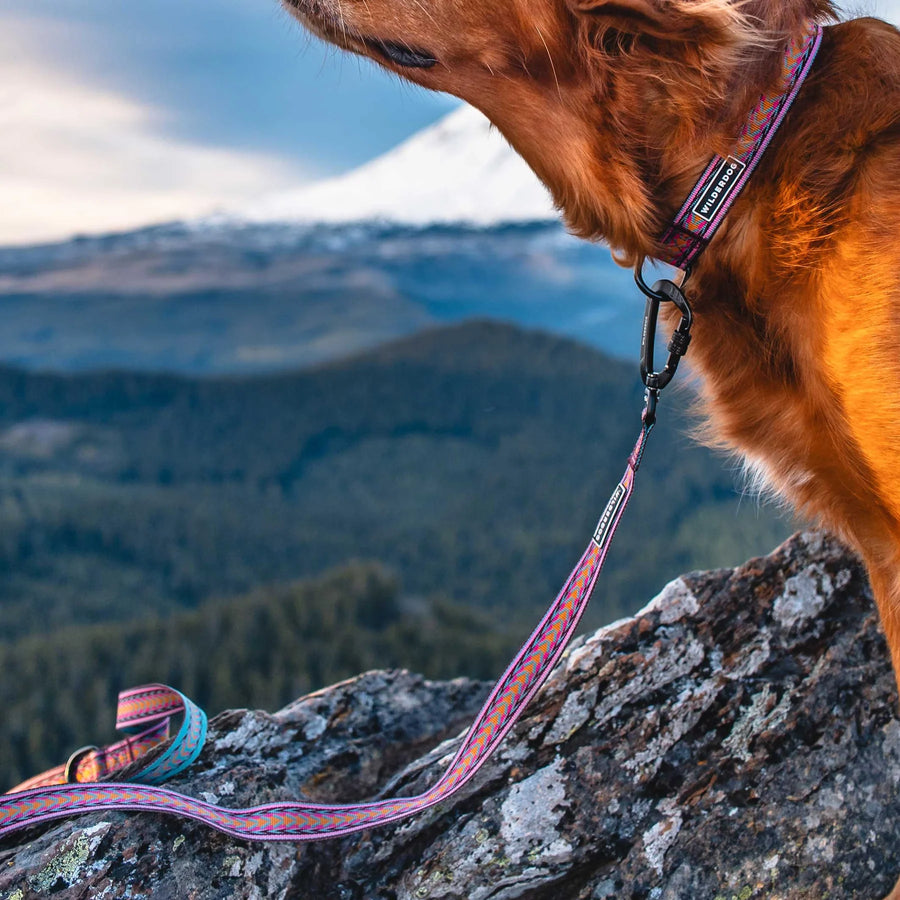 Golden-red dog gazing over a dramatic mountain vista from a rocky summit, wearing a matching Wilderdog Daybreak collar and ultralight leash with black carabiner clip, pine forest and snow-capped peaks in the background.