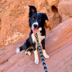 Happy black and white Border Collie with tongue out sitting on red sandstone rock formation wearing a Wilderdog black and white chevron ultralight leash with carabiner clip.