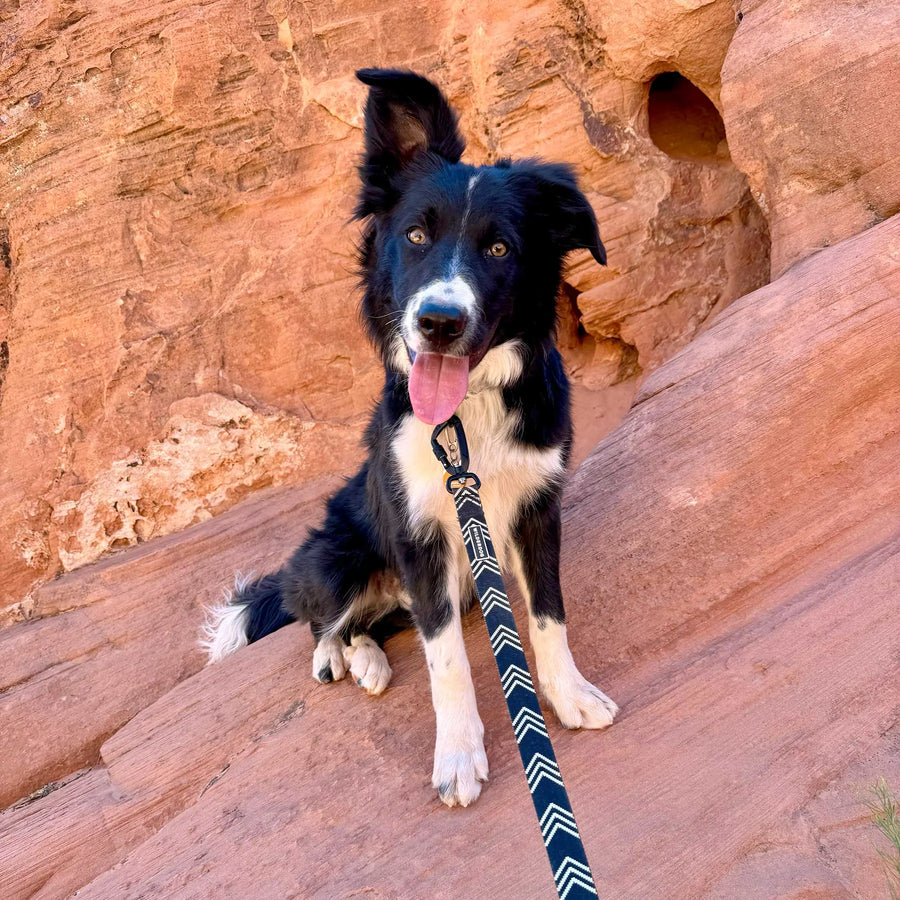 Happy black and white Border Collie with tongue out sitting on red sandstone rock formation wearing a Wilderdog black and white chevron ultralight leash with carabiner clip.