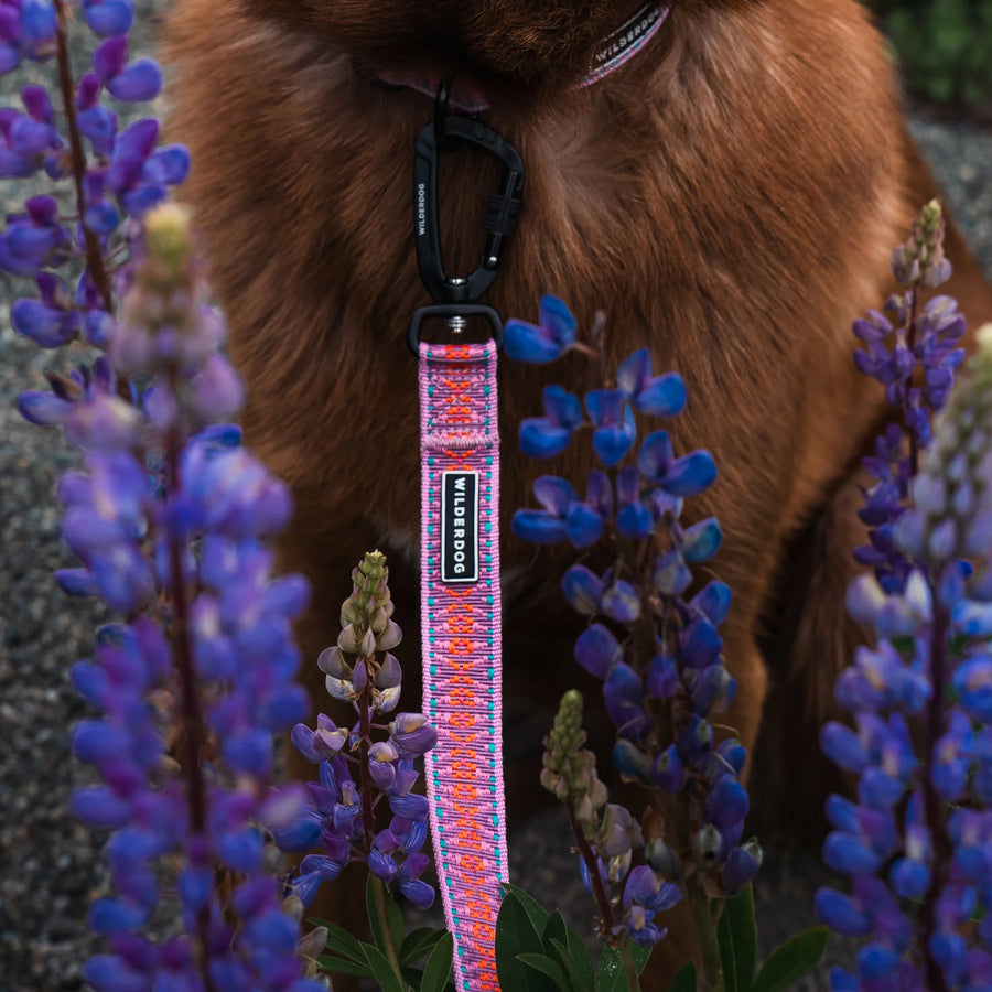 Close-up of a Wilderdog Lilac ultralight leash with pink and red woven pattern clipped to a fluffy brown dog's collar, surrounded by vibrant purple lupine wildflowers.