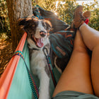 Happy black and white Border Collie with tongue out lounging in a teal and orange hammock beside a person, wearing a Wilderdog navy multicolor ultralight leash with black carabiner clip, surrounded by golden sunlit trees.