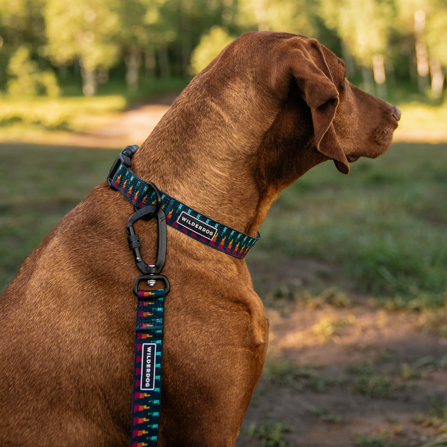 Side profile of a large brown dog sitting in a sunny park wearing a matching Wilderdog navy multicolor geometric collar and ultralight leash with black carabiner clip, with blurred green trees in the background.