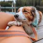 Brown and white Australian Shepherd resting its paws and chin on a person's lap on a wooden dock, wearing a Wilderdog Sienna orange and teal striped ultralight leash, with a calm lake and trees in the background.