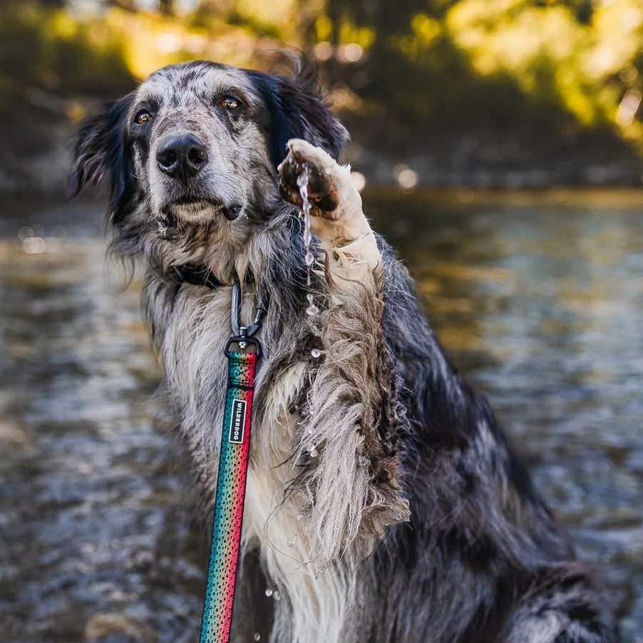 Wet black and grey merle dog raising its paw while standing in a sunlit river, wearing a Wilderdog Trout pattern ultralight leash with red, teal, and orange gradient webbing and black carabiner clip.
