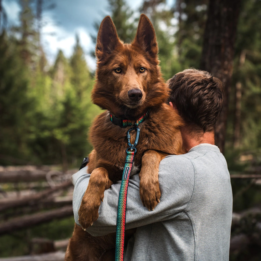 Large red German Shepherd being carried over a person's shoulder in a pine forest, wearing a matching Wilderdog Trout pattern collar and ultralight leash with red, teal, and orange gradient webbing.