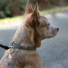 Side profile of a small tan terrier-mix wearing a Wilderdog Olive waterproof collar with topo map pattern and Wilderdog logo patch, looking alertly forward on a paved path with a leash and ID tag attached.