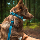 Side profile of a brown German shepherd wearing a Wilderdog Pacific Blue waterproof collar with topo map pattern and Wilderdog logo patch, looking alertly to the right in a dense green forest with a matching teal leash attached.