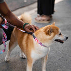 Dog using Wolfgang DigiFloral Adjustable Dog Collar, Pink and Blue
