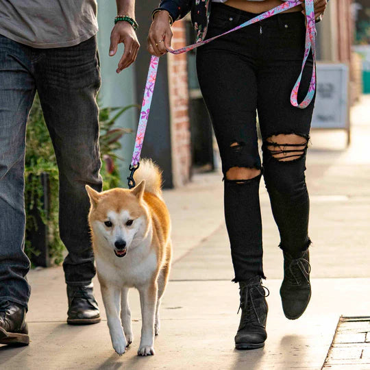 Dog on a walk using Wolfgang DigiFloral Dog Leash, Pink and Blue