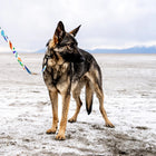 Dog in the beach using Wolfgang Featheredfriend Adjustable Dog Harness