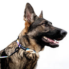 Side profile of a dog using Wolfgang Featheredfriend Dog Collar