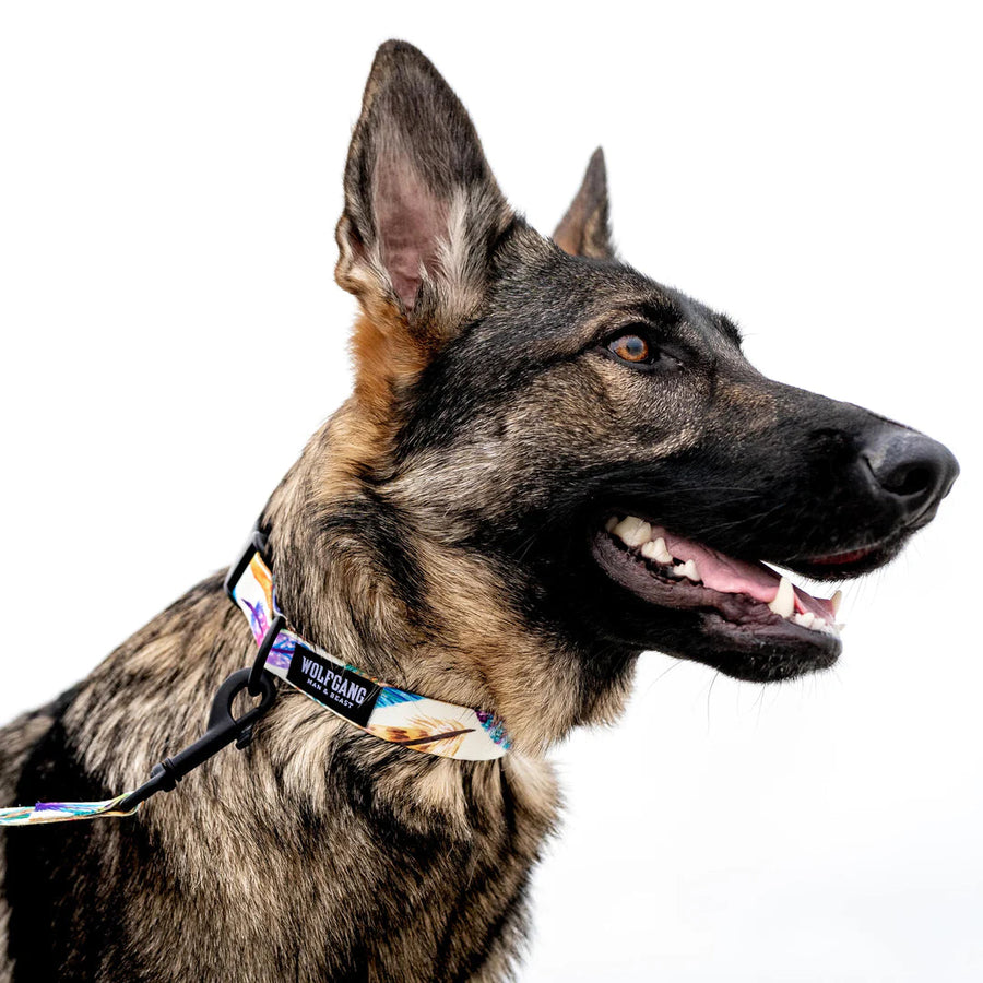 Side profile of a dog using Wolfgang Featheredfriend Dog Collar