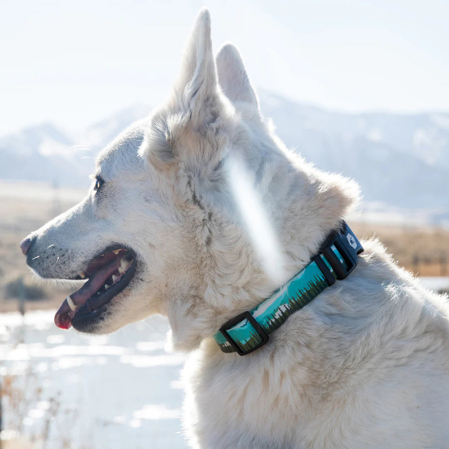 Side Profile of dog using Wolfgang Greatescape Dog Collar
