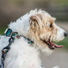 Back view of dog using Wolfgang LosMuertos Adjustable Dog Harness