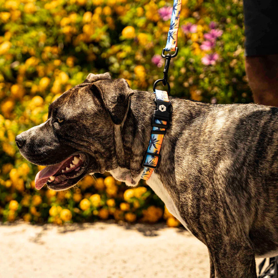 Dog using Wolfgang SunsetPalms Dog Collar