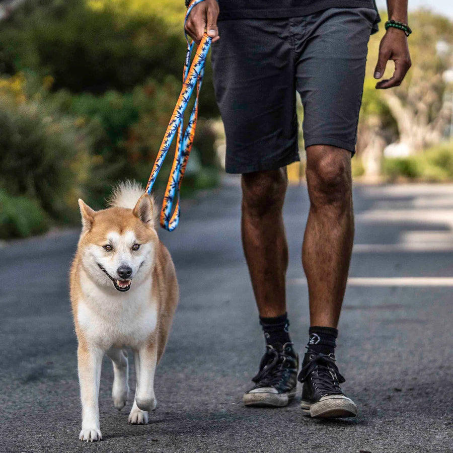 Dog on a walk using Wolfgang SunsetPalms Dog Leash