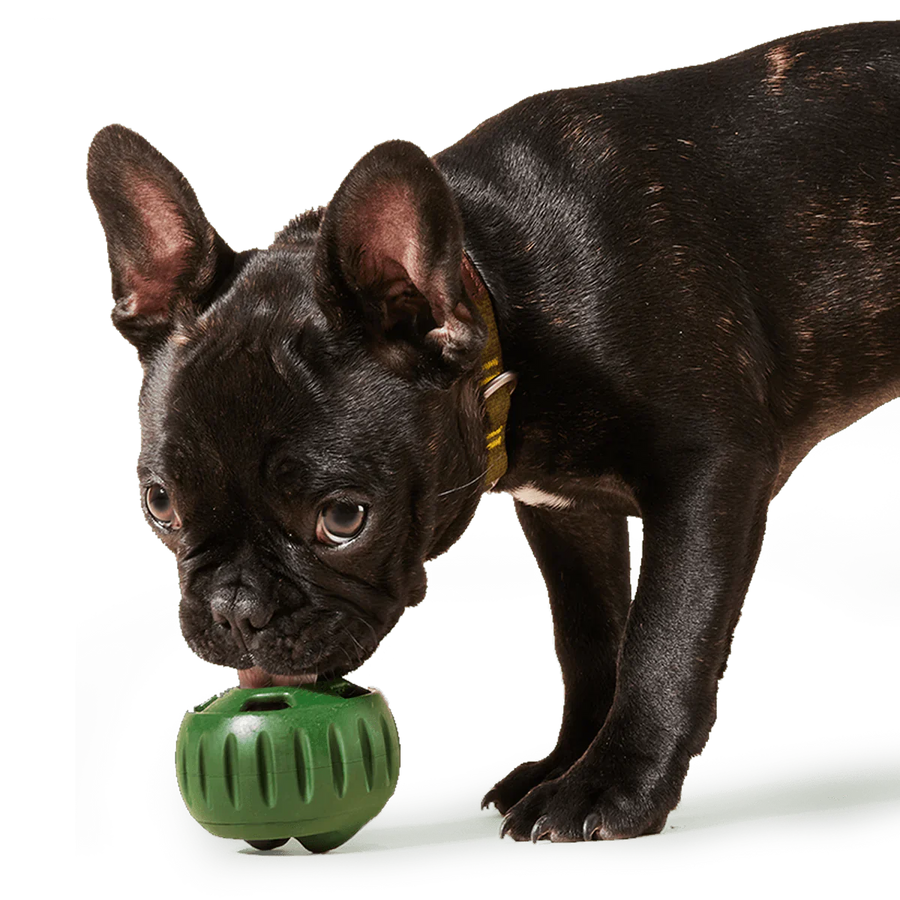 Black dog using Woof Pupsicle Dog Treat Toy Green