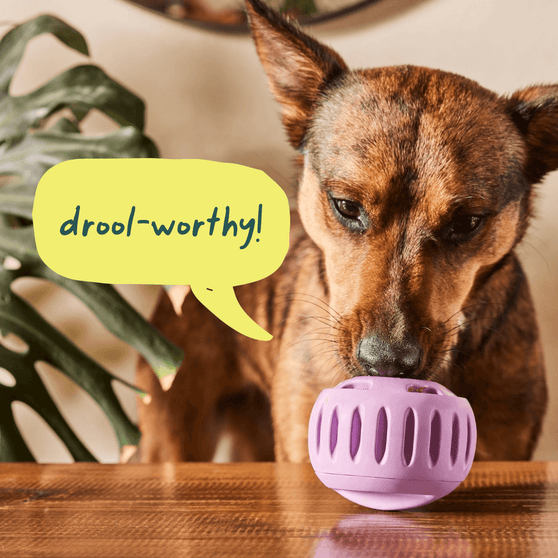 Woof Pupsicle Pops Dog Treat, a dog licking the treat with "Drool-Worthy" text