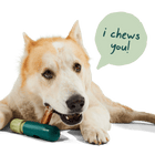 Dog with Woof The BullySafe Dog Treat Holder and text I Chews You