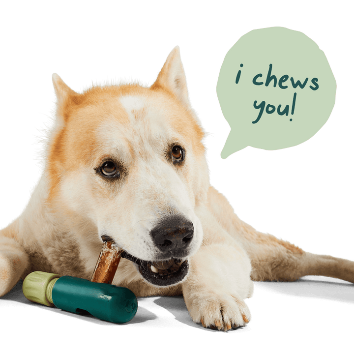 Dog with Woof The BullySafe Dog Treat Holder and text I Chews You