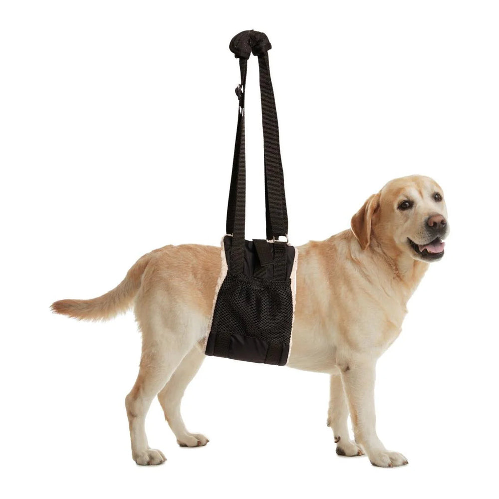 Dog wearing Zenpet Buddy Lift Canine Support & Rehabilitation Sling for Dogs