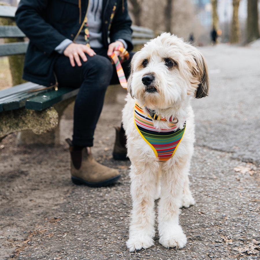 Sublime Dog Leash, Sublime Stripe with Gold Plaid 6 Foot