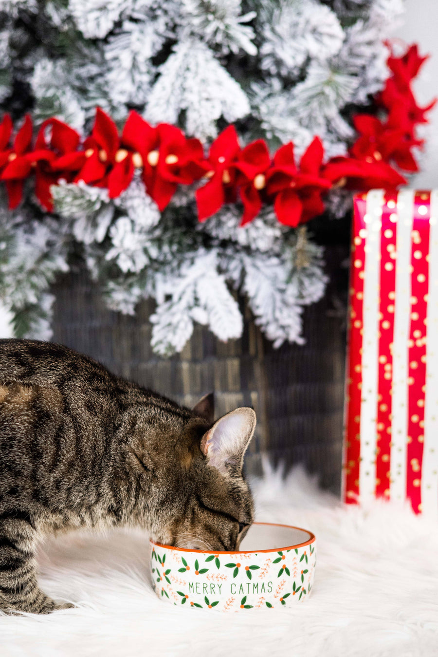 Merry Catmas Cat Holiday And Christmas Bowl