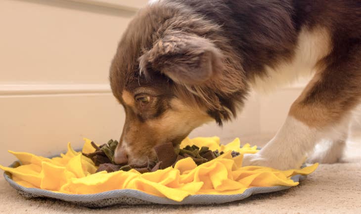 Injoya Sunflower Treat Dispensing Snuffle Mat